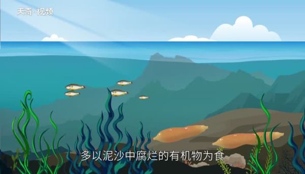 海肠是什么动物 海肠是动物还是植物
