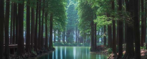 红树林是红色的吗? 红树林是什么样的