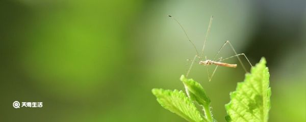 长脚蚊子咬人吗 长脚蚊子会咬人吗