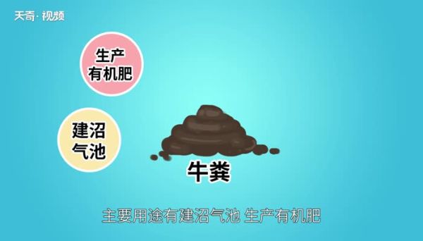 牛粪的用途 牛粪有什么用途