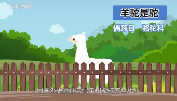羊驼是羊还是驼 小羊驼是一种羊吗