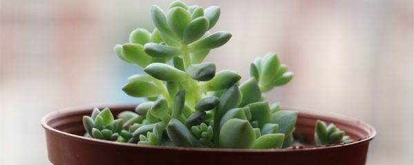 胭脂云怎么爆盆 如何让胭脂云爆盆