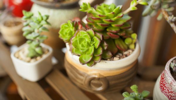 胭脂云怎么爆盆 如何让胭脂云爆盆