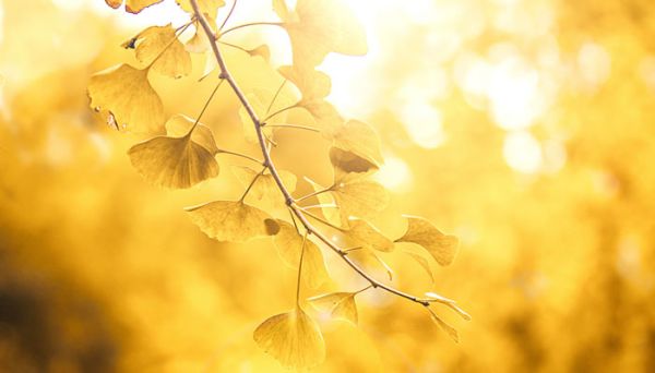 银杏树几年开花结果 银杏树开花结果时间