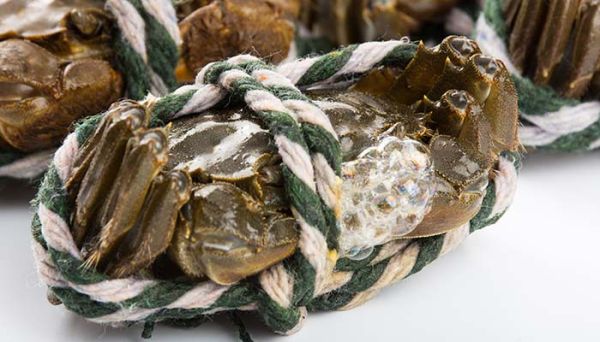 螃蟹怎么清洗 螃蟹清洗方法