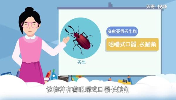 天牛是什么 天牛又被称作什么
