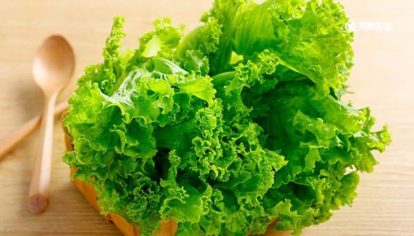 生菜为什么会苦 生菜发苦的原因
