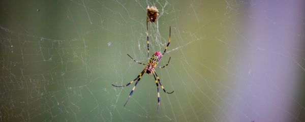 红蜘蛛有毒吗 红蜘蛛是不是有毒