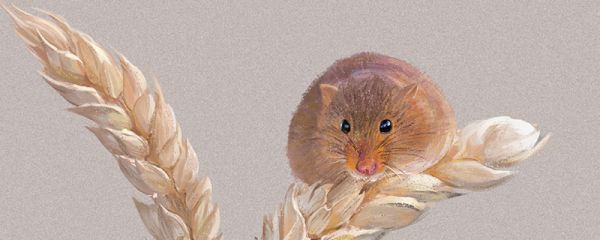 老鼠怕什么气味 老鼠害怕什么味道