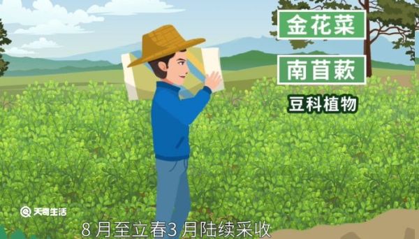 金花菜是什么菜 金花菜是什么菜呢