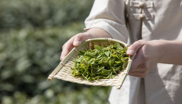 茶叶排行榜 最好的茶叶排名