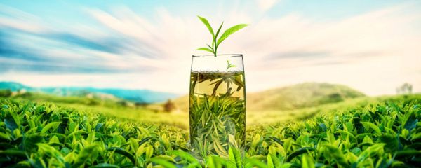 茶叶排行榜 最好的茶叶排名