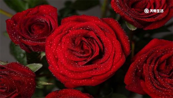 玫瑰花怎么保存时间长 玫瑰花如何保存