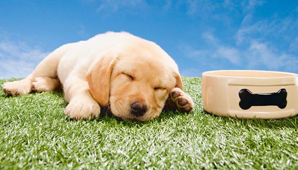 刚满月不就的狗能吃苹果那 刚满月的狗能吃苹果吗