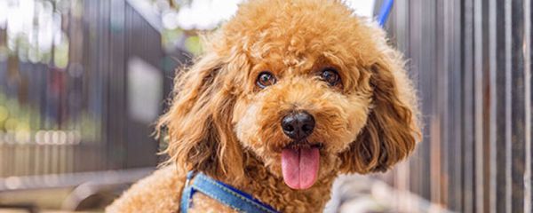刚满月不就的狗能吃苹果那 刚满月的狗能吃苹果吗