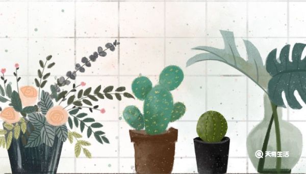 仙人球多久浇一次水 仙人球多久浇一次水比较好