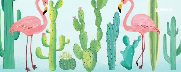 仙人球多久浇一次水 仙人球多久浇一次水比较好