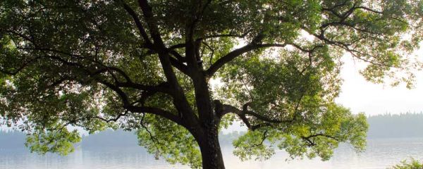 桤木是什么木头 桤木是一种什么木头