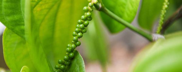 胡椒和花椒的区别 胡椒介绍
