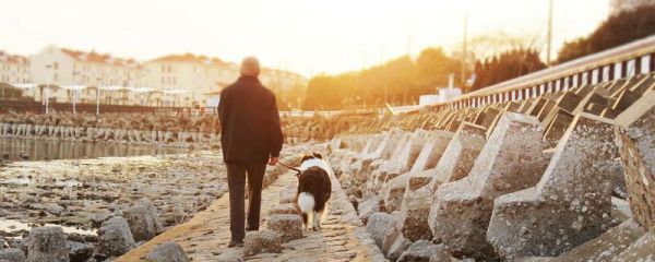 犬与狗的本质区别 犬与狗的区别
