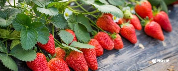 草莓卖到几月份没有了