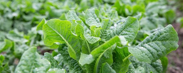 油麦菜和莴笋的区别是什么 油麦菜和莴笋的区别有哪些