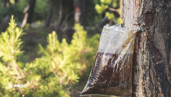 松脂是什么东西 松脂是什么
