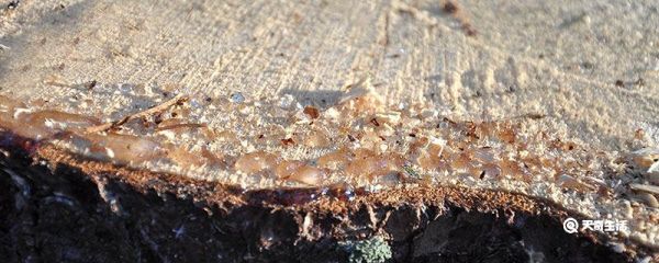 松脂是什么东西 松脂是什么