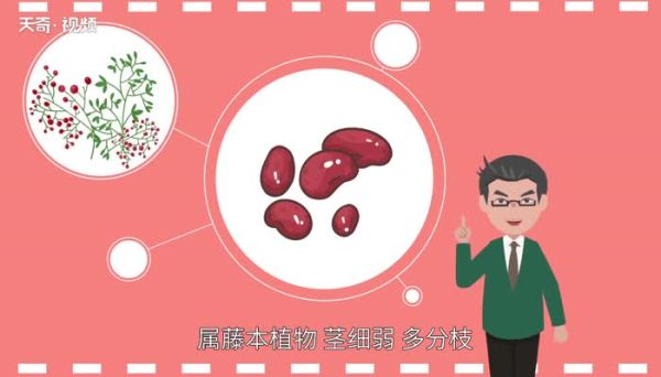 相思豆是什么 相思豆是红豆吗