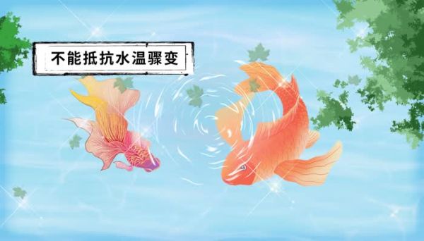 锦鲤鱼怎么养 怎么养锦鲤鱼