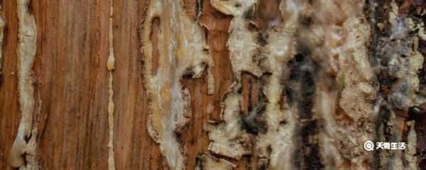 松脂的意思 松脂是什么意思