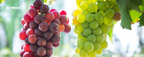 葡萄成熟季节是几月份 葡萄成熟季节在几月份