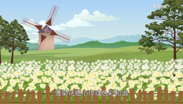 小雏菊的花语  小雏菊的花语是什么