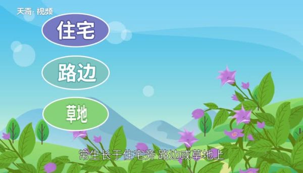 曼陀罗的花语 曼陀罗花的寓意