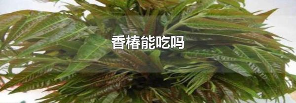 香椿能吃吗