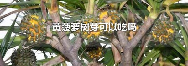 黄菠萝树芽可以吃吗