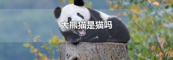 大熊猫是猫吗