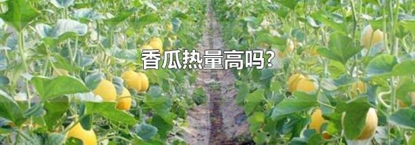 香瓜热量高吗?