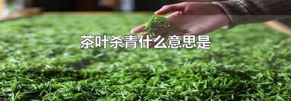 茶叶杀青什么意思是