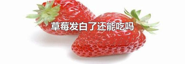 草莓发白了还能吃吗