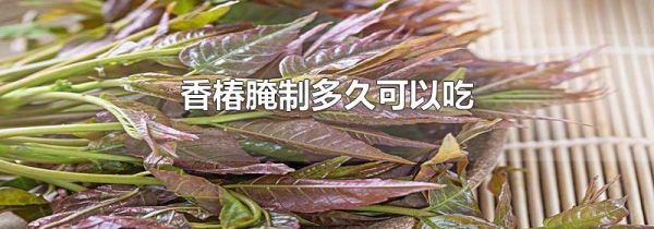 香椿腌制多久可以吃