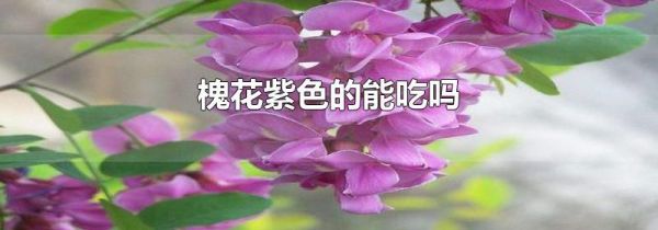 槐花紫色的能吃吗