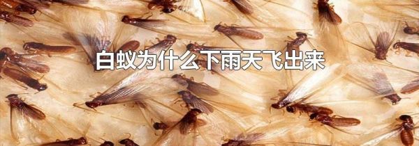 白蚁为什么下雨天飞出来