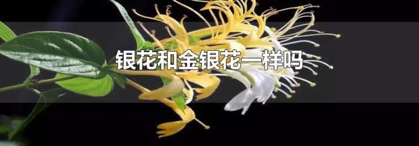 银花和金银花一样吗