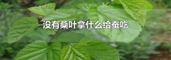 没有桑叶拿什么给蚕吃