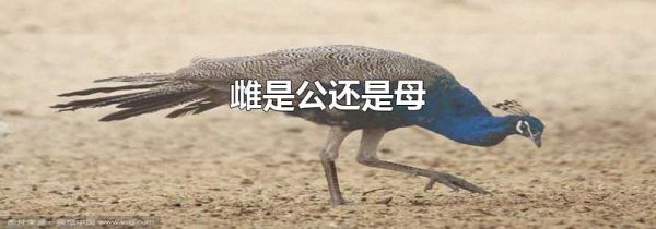 雌是公还是母