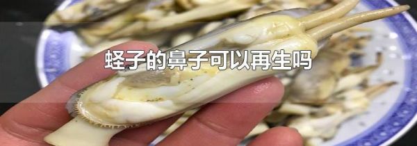 蛏子的鼻子可以再生吗