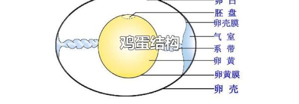 鸡蛋结构