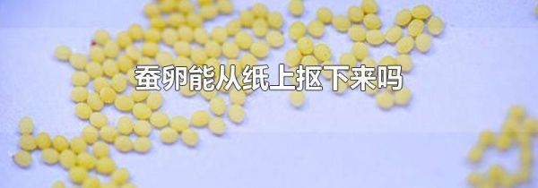 蚕卵能从纸上抠下来吗