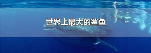 世界上最大的鲨鱼